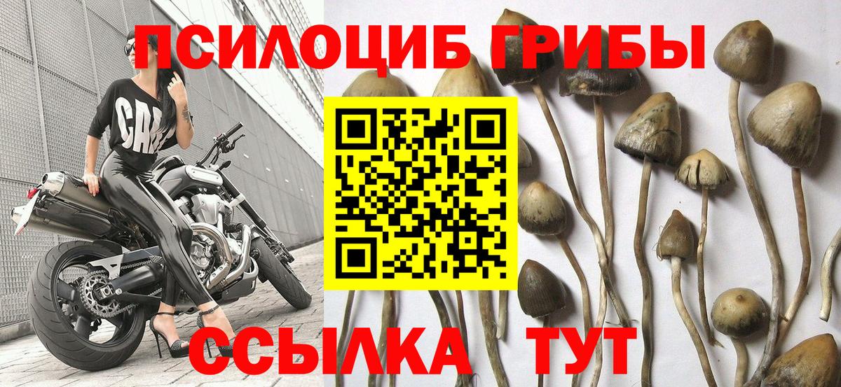 Галлюциногенные грибы мухоморы Богданович